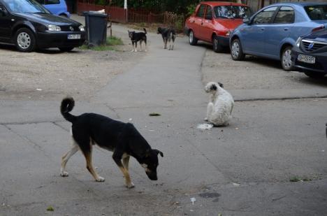 Prefectura a decis: Hotărârea Consiliului Local Oradea privind câinii fără stăpân este perfect legală 